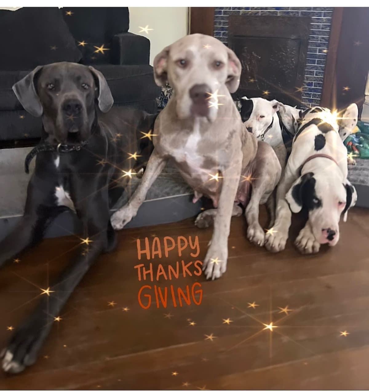 AKC Great Dane Puppies Available 🐾 breeder image 29