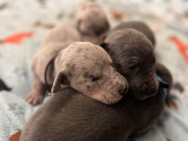 AKC Great Dane Puppies Available 🐾 media 2