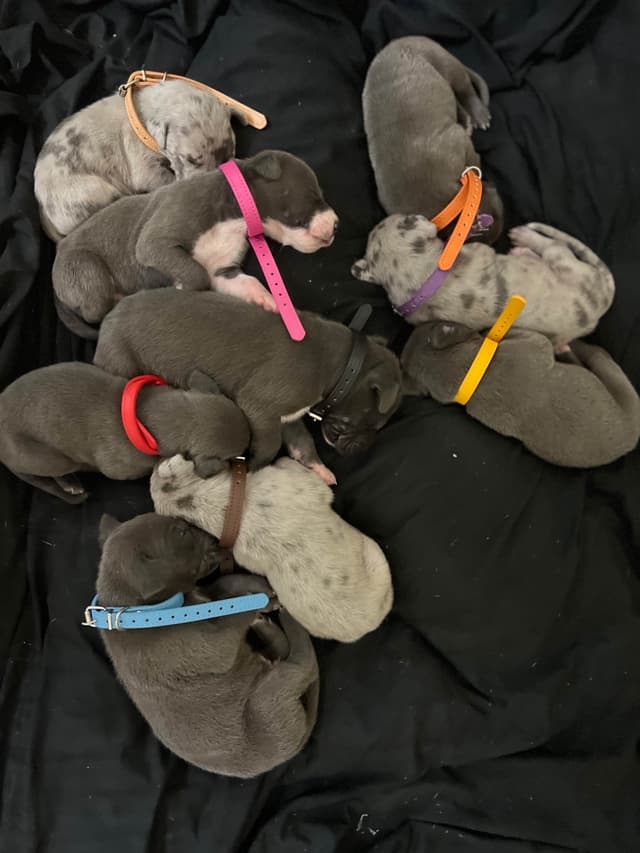 AKC Great Dane Puppies Available 🐾 media 3