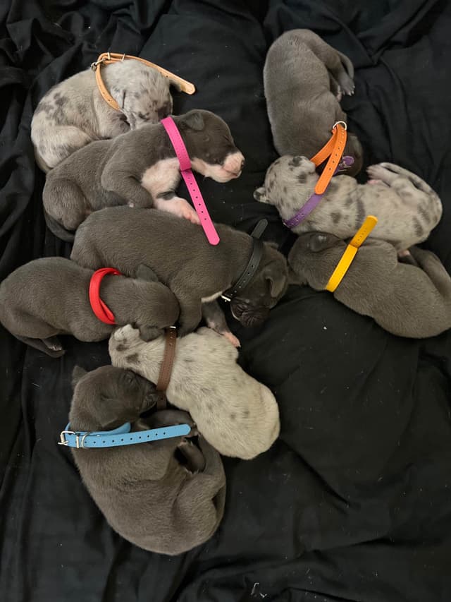 AKC Great Dane Puppies Available 🐾 media 4
