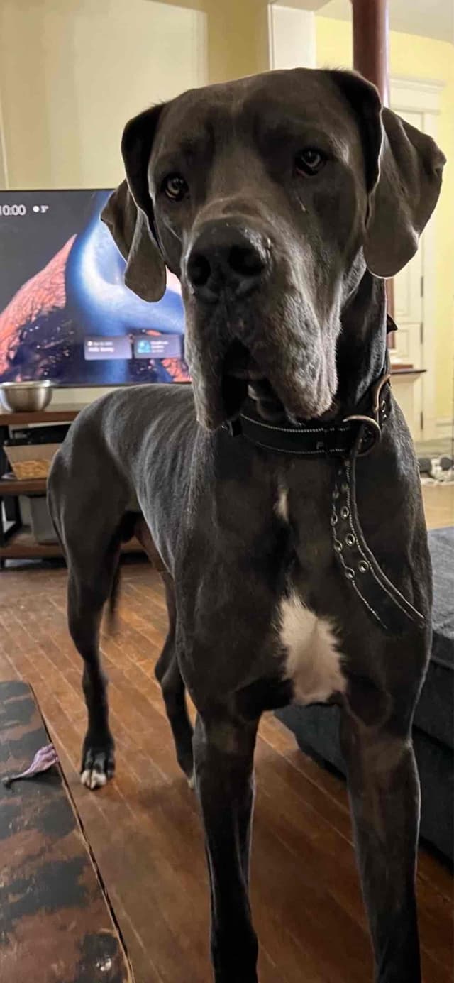 AKC Great Dane Puppies Available 🐾 media 5