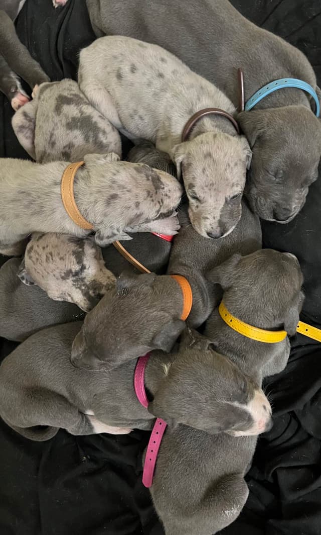 AKC Great Dane Puppies Available 🐾 media 7