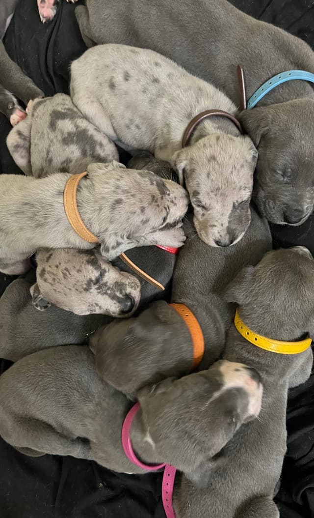AKC Great Dane Puppies Available 🐾 media 9