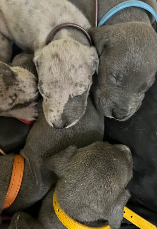 AKC Great Dane Puppies Available 🐾 media 10