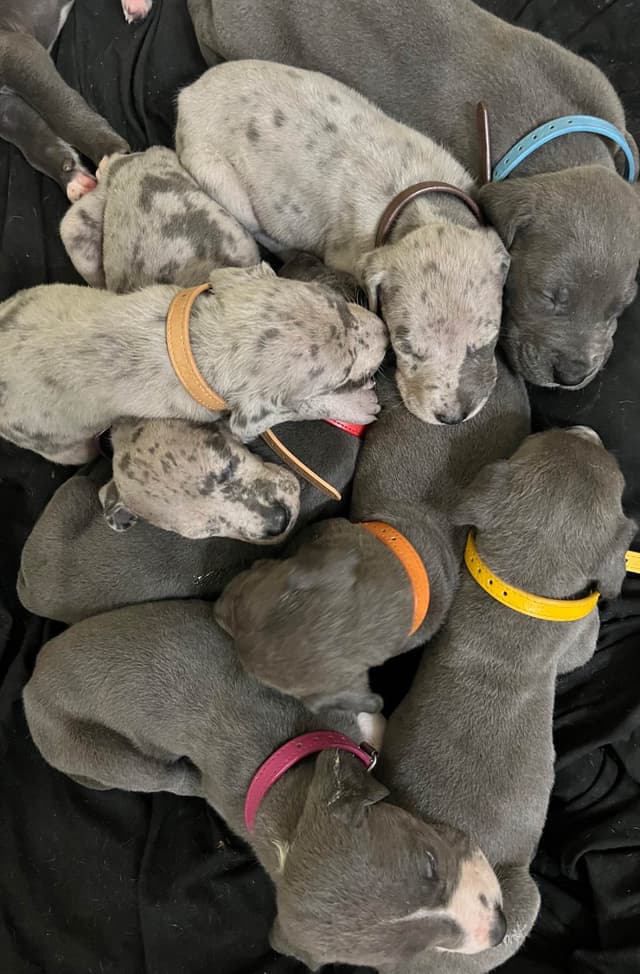 AKC Great Dane Puppies Available 🐾 media 11