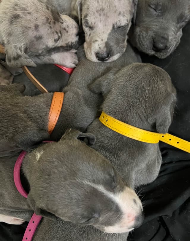AKC Great Dane Puppies Available 🐾 media 12