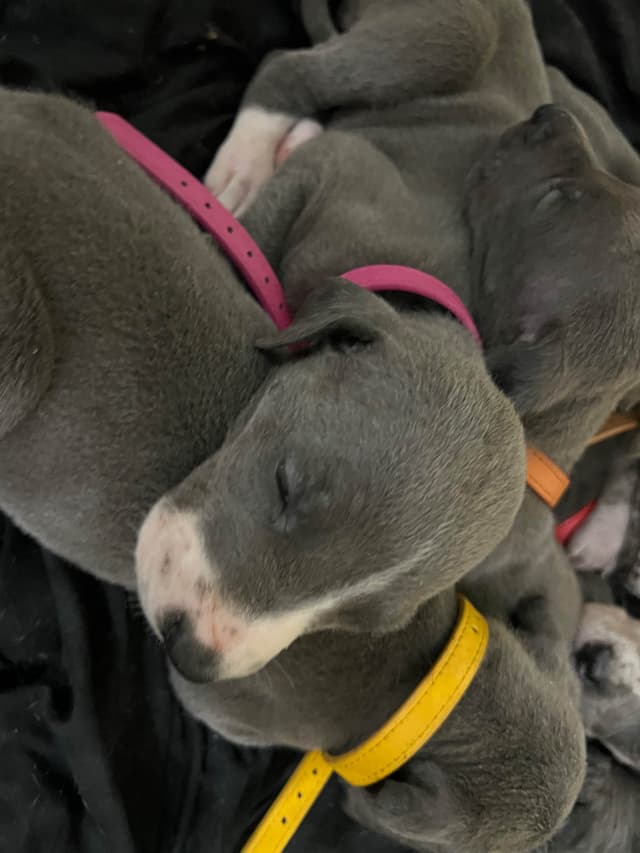AKC Great Dane Puppies Available 🐾 media 13