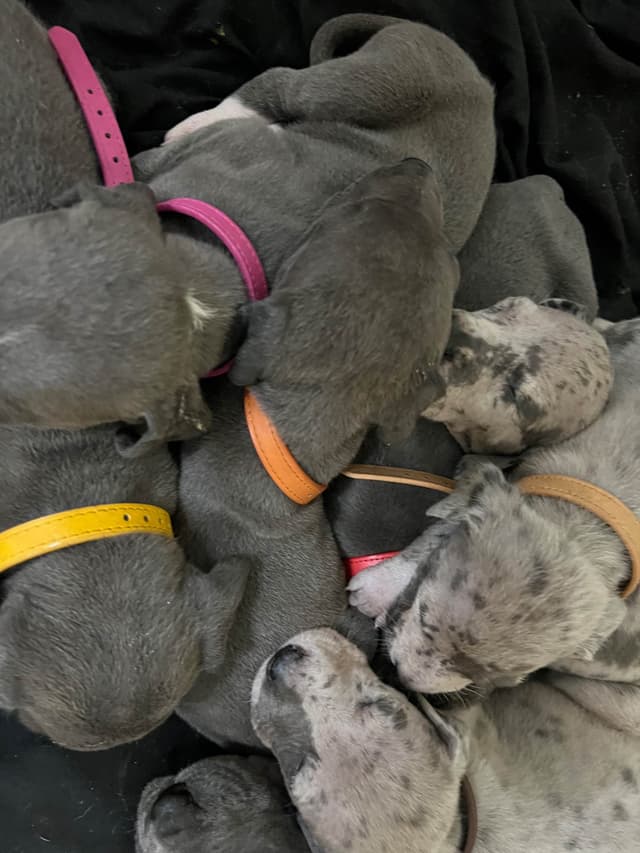 AKC Great Dane Puppies Available 🐾 media 14