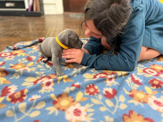 AKC Great Dane Puppies Available 🐾 media 15