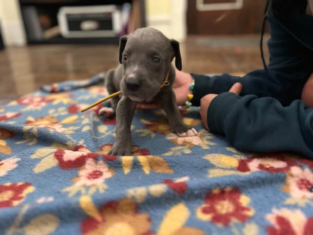 AKC Great Dane Puppies Available 🐾 media 16