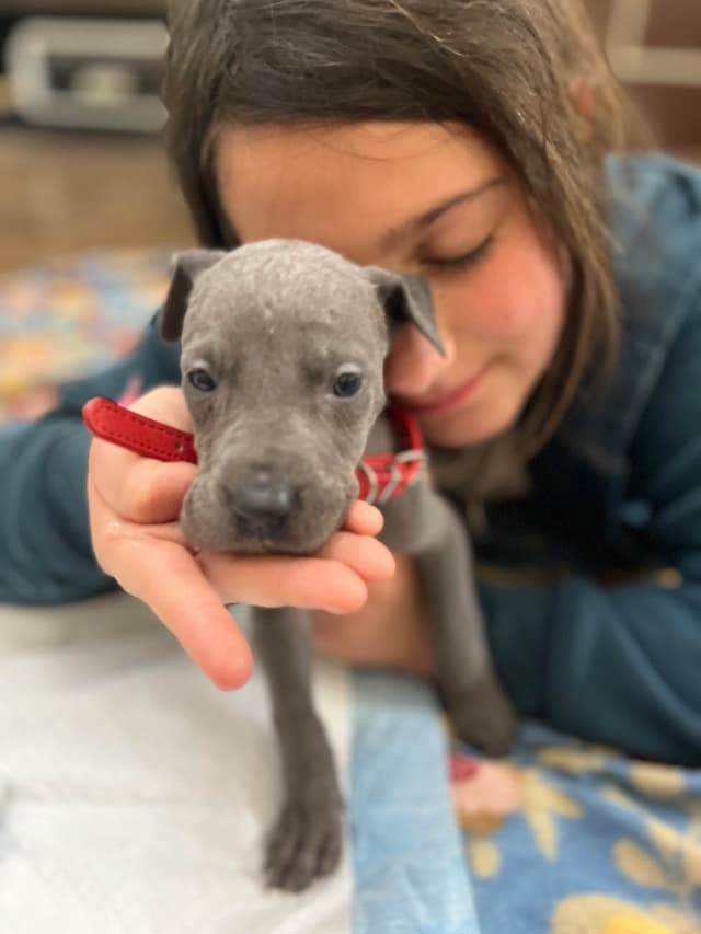 AKC Great Dane Puppies Available 🐾 media 17