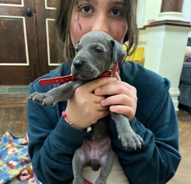 AKC Great Dane Puppies Available 🐾 media 18