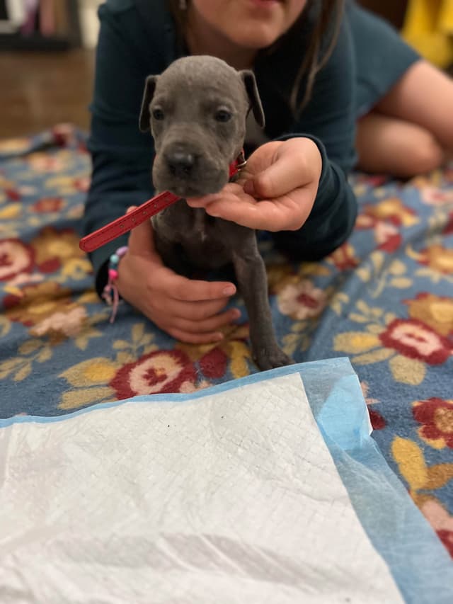 AKC Great Dane Puppies Available 🐾 media 19