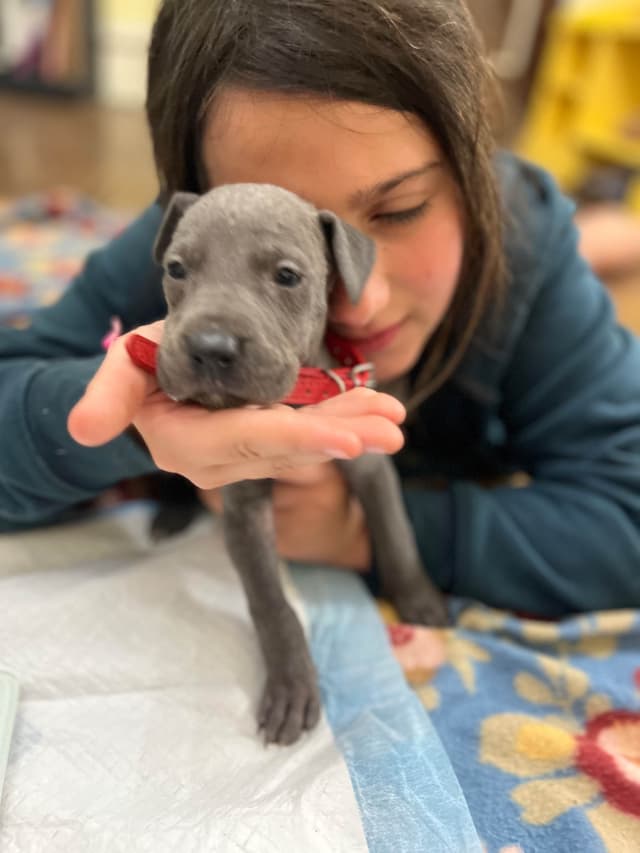 AKC Great Dane Puppies Available 🐾 media 20