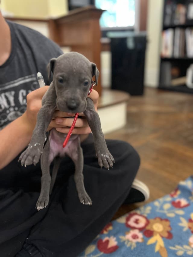AKC Great Dane Puppies Available 🐾 media 21