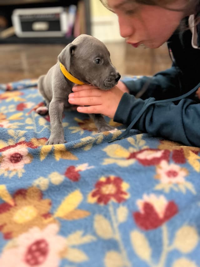 AKC Great Dane Puppies Available 🐾 media 23