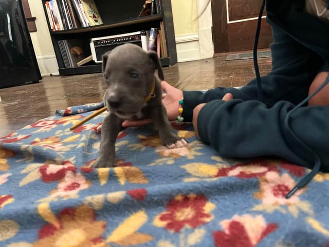 AKC Great Dane Puppies Available 🐾 media 24