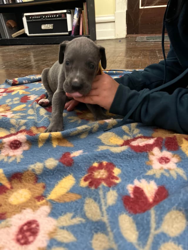 AKC Great Dane Puppies Available 🐾 media 25