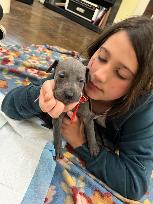 AKC Great Dane Puppies Available 🐾 media 26