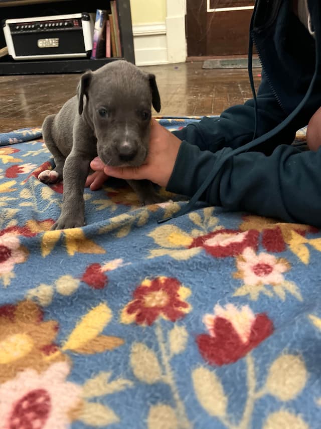AKC Great Dane Puppies Available 🐾 media 27