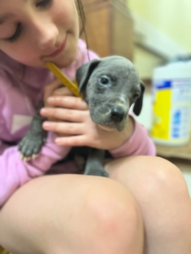 AKC Great Dane Puppies Available 🐾 media 28