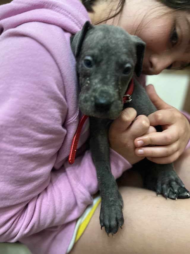 AKC Great Dane Puppies Available 🐾 media 29