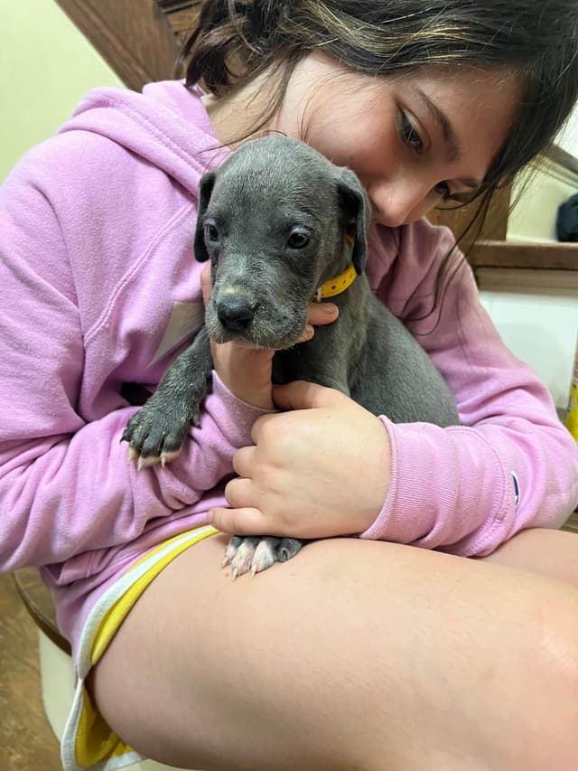 AKC Great Dane Puppies Available 🐾 media 30