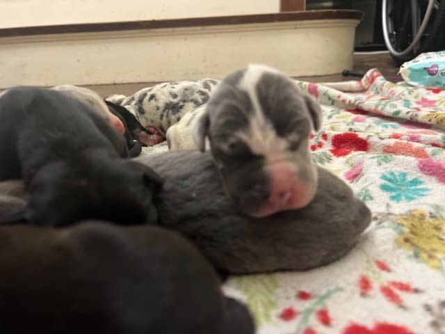 AKC Great Dane Puppies – Now Accepting Deposits! media 3