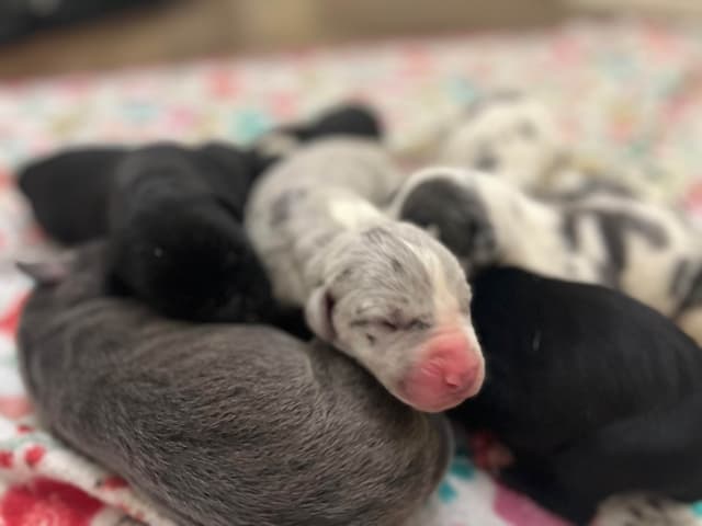 AKC Great Dane Puppies – Now Accepting Deposits! media 4