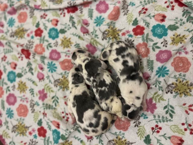AKC Great Dane Puppies – Now Accepting Deposits! media 6