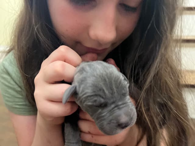 AKC Great Dane Puppies – Now Accepting Deposits! media 7