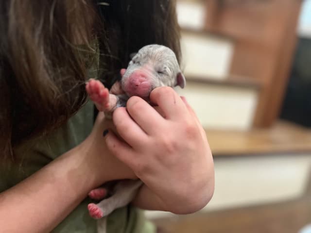 AKC Great Dane Puppies – Now Accepting Deposits! media 9