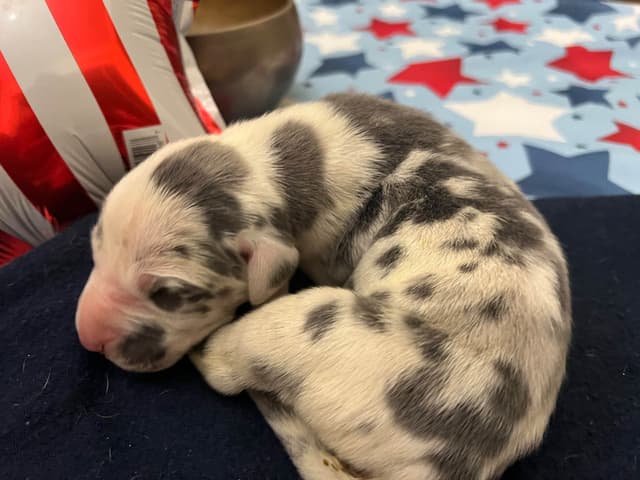 AKC Great Dane Puppies – Now Accepting Deposits! media 10