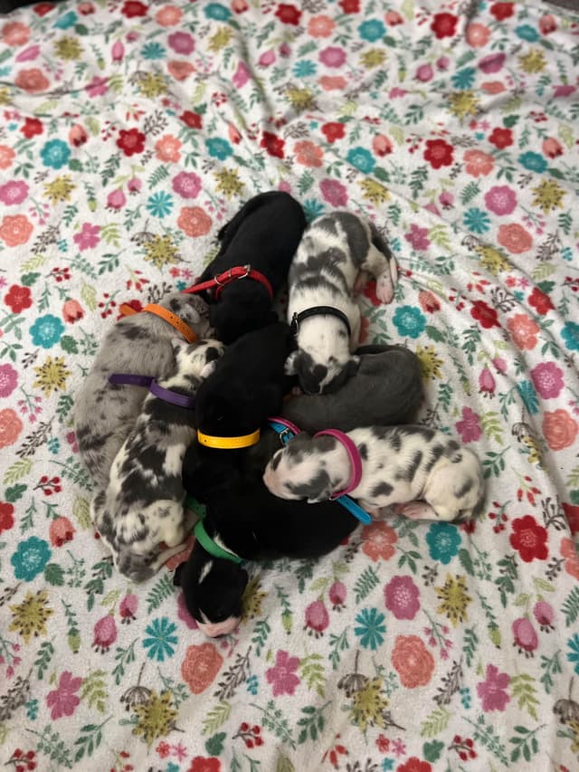 AKC Great Dane Puppies – Now Accepting Deposits! media 2