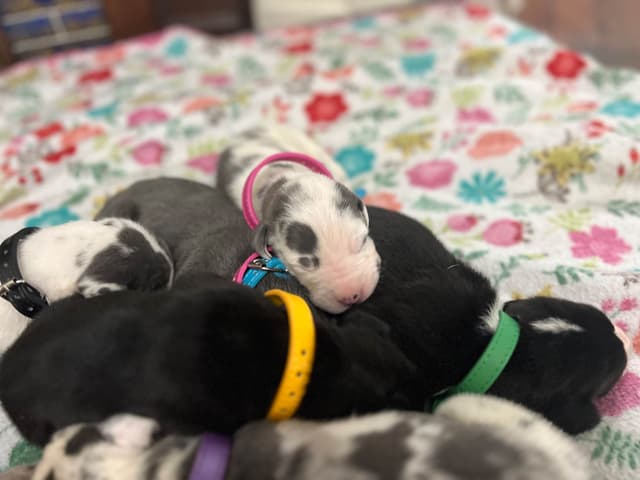 AKC Great Dane Puppies – Now Accepting Deposits! media 11