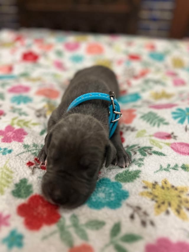 AKC Great Dane Puppies – Now Accepting Deposits! media 13