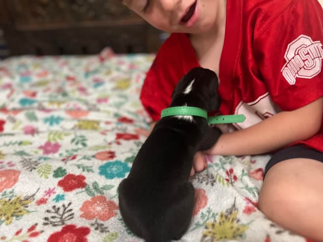 AKC Great Dane Puppies – Now Accepting Deposits! media 15