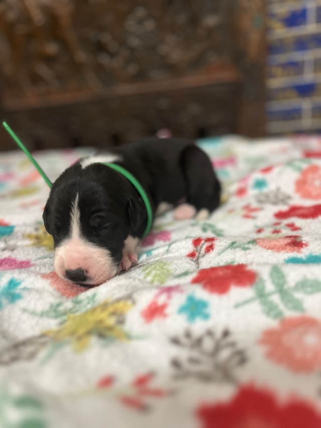 AKC Great Dane Puppies – Now Accepting Deposits! media 16