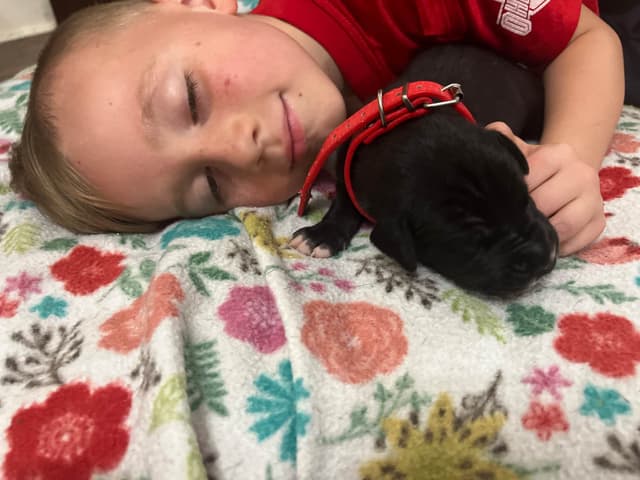 AKC Great Dane Puppies – Now Accepting Deposits! media 17