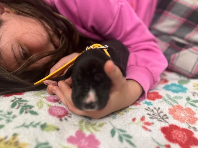AKC Great Dane Puppies – Now Accepting Deposits! media 18