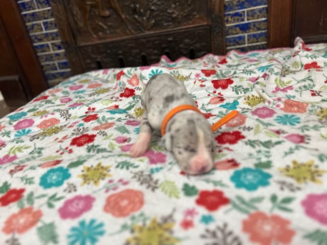 AKC Great Dane Puppies – Now Accepting Deposits! media 19