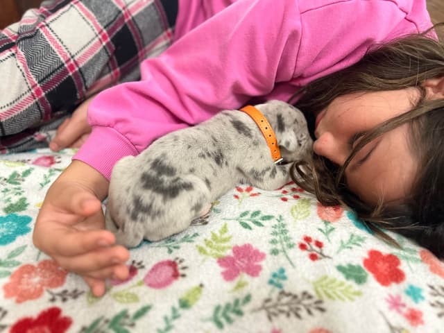 AKC Great Dane Puppies – Now Accepting Deposits! media 21