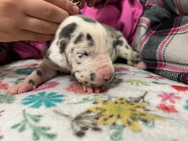 AKC Great Dane Puppies – Now Accepting Deposits! media 22