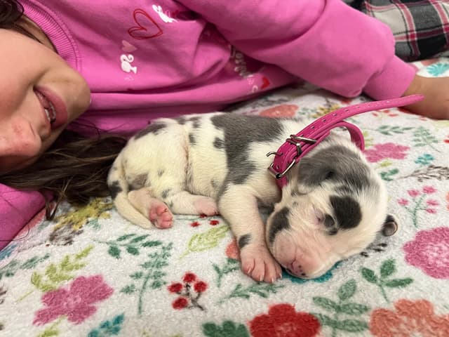 AKC Great Dane Puppies – Now Accepting Deposits! media 23