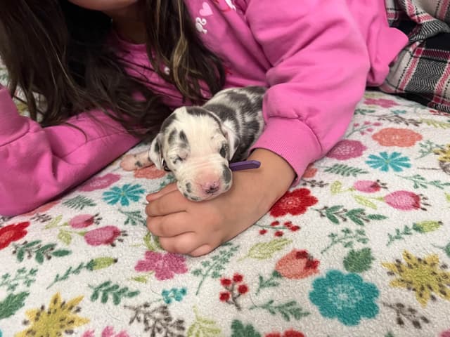 AKC Great Dane Puppies – Now Accepting Deposits! media 24