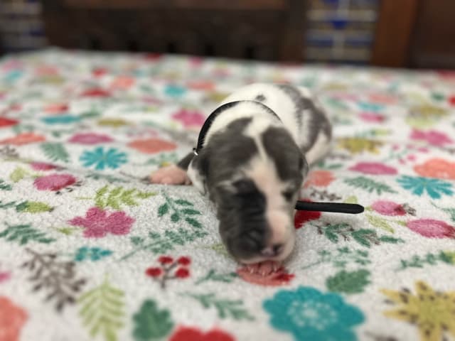 AKC Great Dane Puppies – Now Accepting Deposits! media 25