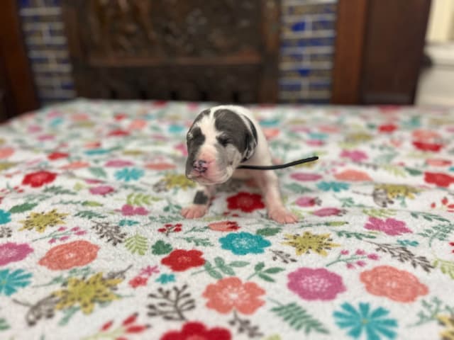 AKC Great Dane Puppies – Now Accepting Deposits! media 26