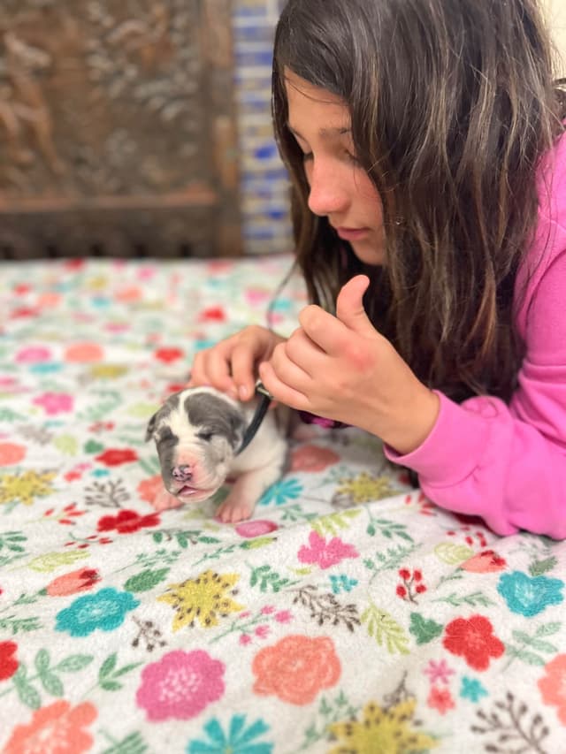AKC Great Dane Puppies – Now Accepting Deposits! media 28