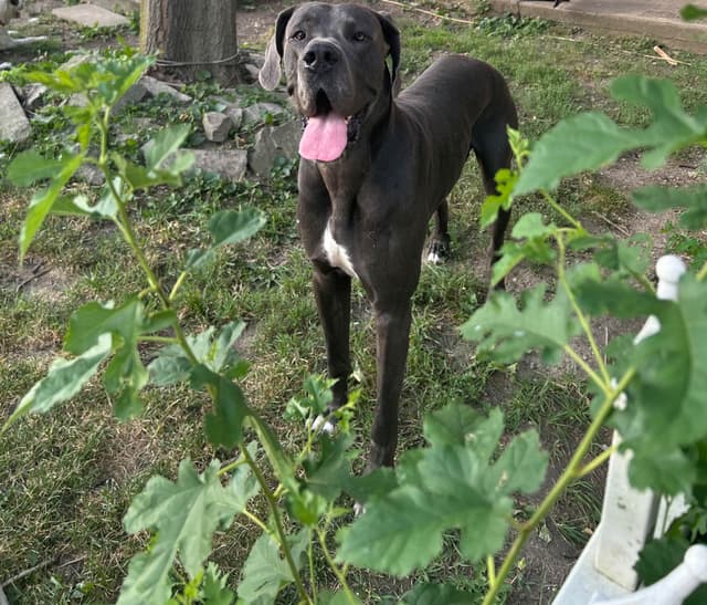 AKC Great Dane Puppies – Now Accepting Deposits! media 30