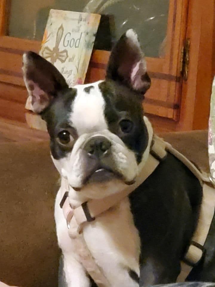 Standard Boston Terrier Puppies breeder image 2